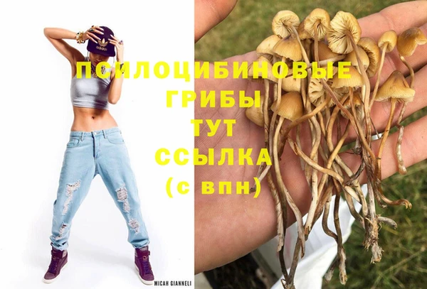 apvp Аркадак